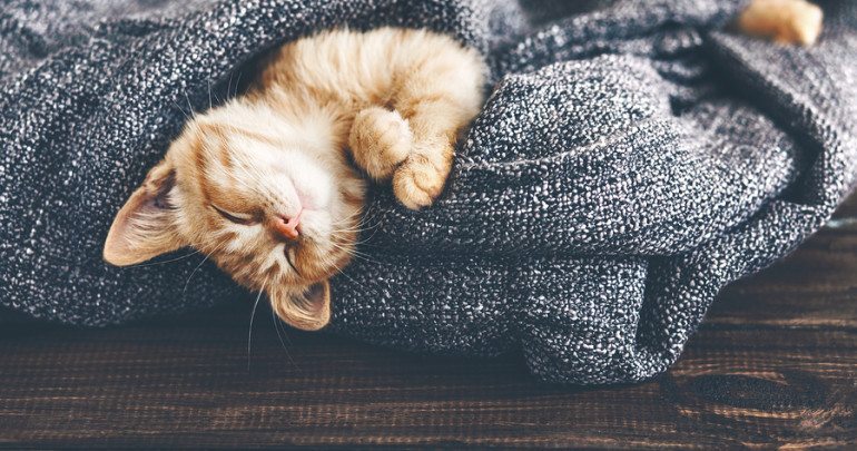 Cute little ginger kitten is sleeping in soft blanket on wooden