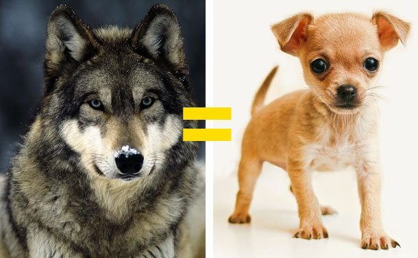 wolf-chihuahua